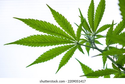 Marihuana Leaves On White Background. Cannabis Plant Close Up