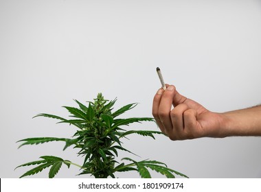 Marihuana plant and a man's hand holding a burning marihuana cigarette. CBD pot, legal alternative health and relaxation method. Legalize medical use weed. Isolated on white.