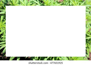 Marijuana background. room for your text.