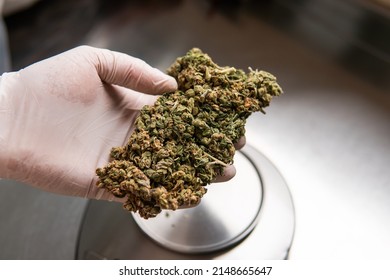 marijuana buds. Medicinal strains of marijuana for recreational purposes