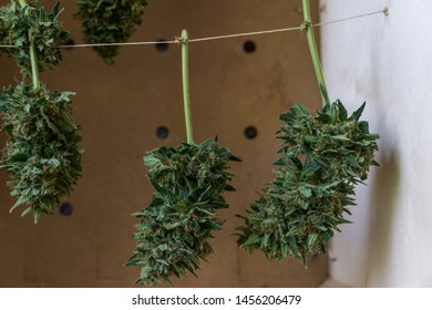 Marijuana buds of an organic crop hanging from the branch to be dried. Mature flowers with much thc. Home made marijuana bar. Legal production at home, simple and cheap methods. CBD and THC plant.