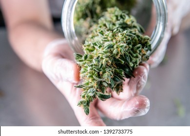 Marijuana Buds Storage In The Glass Jar. The Process Of Improving The Fresh Trimmed Cannabis Harvest