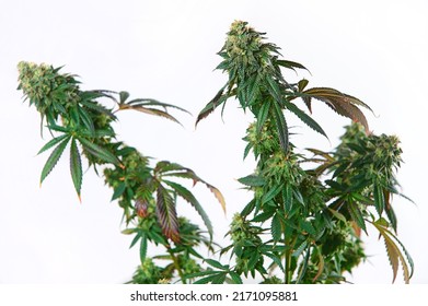 Marijuana bush on a white isolated background. Cannabis bush with flowering buds. Marijuana Flower with crystal THC. 