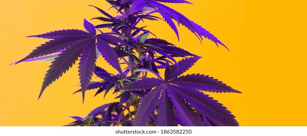 Marijuana cannabis deep purple velvet leafs on yellow background.  Fashion modern new look of cannabis plant in artistic colorful style. Leaves of female marijuana for medical or industrial use