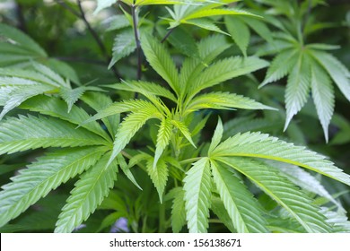 Marijuana ( Cannabis), Hemp Plant Growing Inside Of The Green House In Private Garden Of Washington State. Legal Medical Marijuana Law In US. Grower Uses Leaves To Make Juice For Health Support.