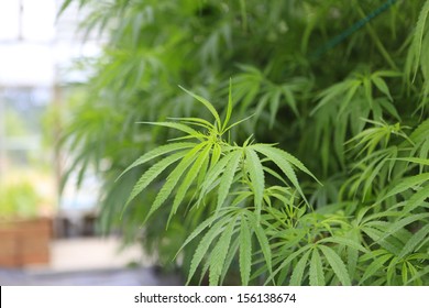 Marijuana ( Cannabis), Hemp Plant Growing Inside Of The Green House In Private Garden Of Washington State. Legal Medical Marijuana Law In US. Grower Uses Leaves To Make Juice For Health Support.