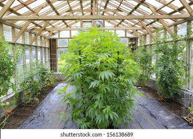 Marijuana ( Cannabis), Hemp Plant Growing Inside Of The Green House In Private Garden Of Washington State. Legal Medical Marijuana Law In US. Grower Uses Leaves To Make Juice For Health Support.