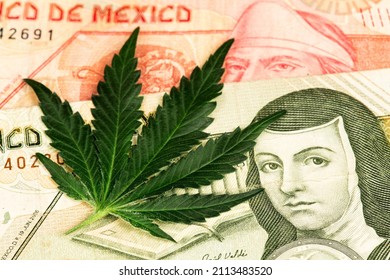 Marijuana Cannabis Leaf and Mexican Peso Banknotes. Marijuana business concept. Medical Marijuana stock market concept. Dollar Cannabis CBD THC Marijuana Mexico Mexican Peso 