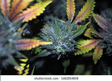 Marijuana (cannabis) Master Kush Flower Harvest 