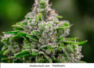 Marijuana Cannabis Plant