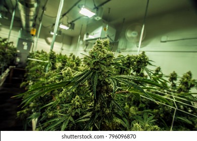 Cannabis Grow Room Images Stock Photos Vectors Shutterstock