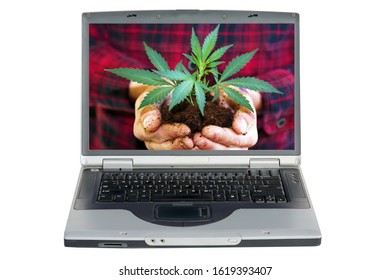 Marijuana. A Cannabis Or Marijuana Plant In A Persons Hands. Computer Monitor With A Photo Of A Man Holding A Beautiful Cannabis Sativa Plant In His Hands. Isolated On White. Room For Text. 