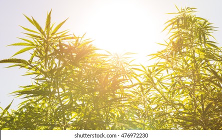 Marijuana (cannabis) Plants Before Harvest Time In Sunshine