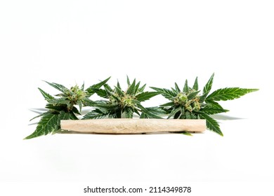 Marijuana And Cannabis Spliff And Fresh Cut Buds