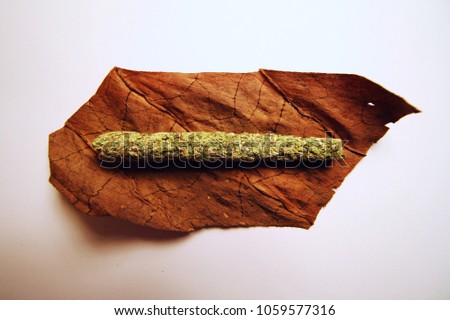 Marijuana cigar in the making