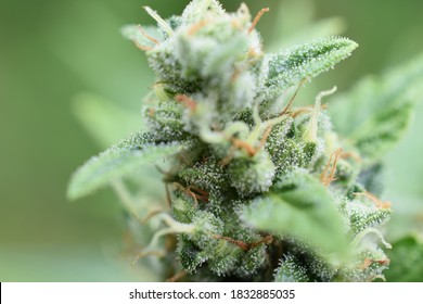 Marijuana close up, trichomes, white widow.

Cannabis, also known as marijuana among other names, is a psychoactive drug from the Cannabis plant used primarily for medical or recreational purposes.
