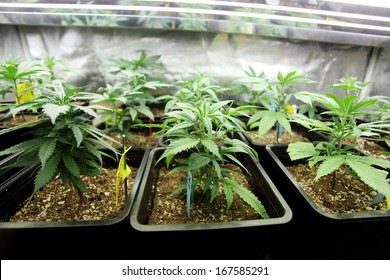 Marijuana Crop Growing Indoors.