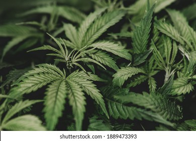 Marijuana cultivation. Cannabis cultivation. Green background. Nature herb pot. Weed medicine leaf. Grow indica flowering. Cannabis plant .