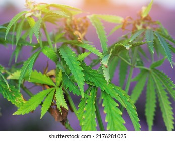 Marijuana cultivation. Weed medicine leaf with Cannabis bush. Nature herb pot