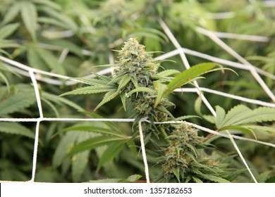 Marijuana. Extreme Close Up. Macro Shot of Growing Marijuana and Cannabis female flowers. Sensimilla strain of marijuana where the female plant is allowed to only produce flowers.
  