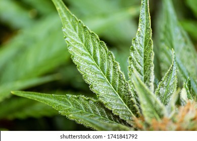 Marijuana Fan Leaves Showing Trichomes Pistils Stock Photo 1741841792 ...