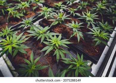 Marijuana farm. Growing industrially Marijuana for pharmaceutical needs. Marijuana plantation. Hemp seedlings in greenhouses. CBD production.
