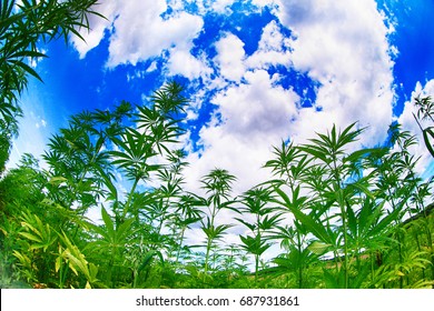 Marijuana Field And Blue Sky In The Czech Republic 