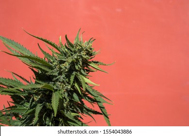 Marijuana Flower Against Solid Orange Background