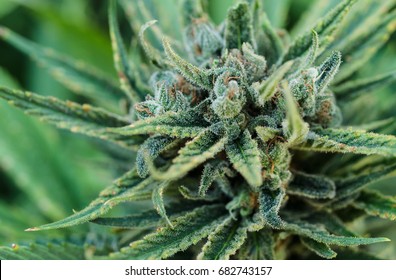 Marijuana Flower  Bud Close Up