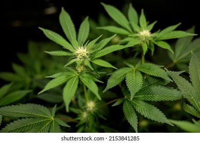 
Marijuana Flower Growing On A Cannabis Bush Top View