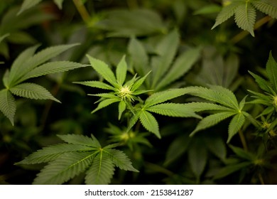 
Marijuana Flower Growing On A Cannabis Bush Top View