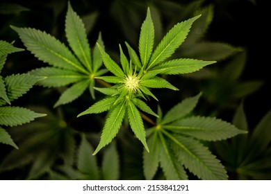 
Marijuana Flower Growing On A Cannabis Bush Top View