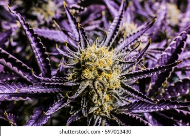 Marijuana Flower With Purple Leaves