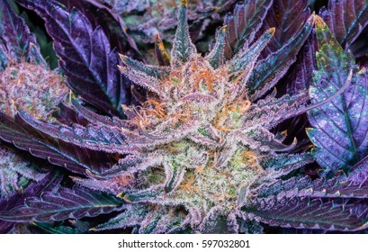 Marijuana Flower With Purple Leaves