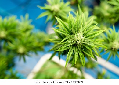 Marijuana Flowers Or Cannabis Plant In The Pot,Cannabis Plant Grow In Room Indoor Farm For Medical And Business.