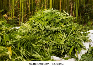 Marijuana freshly picked buds. Hemp plants are being used for medical purpose. Pile of cannabis.