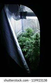 Marijuana Garden Indoor Grow Area Home Lab