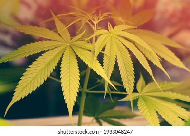 Marijuana Green Leaves On Tree Indoor Cultivation. Cannabis Plants Growing In Glass House. Growing Medical Marijuana.