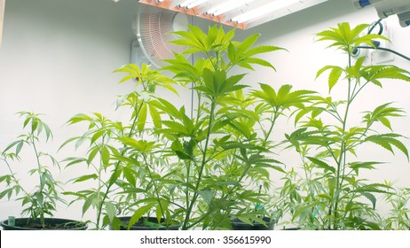 Imagenes Fotos De Stock Y Vectores Sobre Grow Room Light