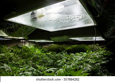 Marijuana Grow Room With A High Pressure Sodium (HPS) Light Bulb