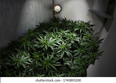 Marijuana in a grow room under lights. Home gardening, cannabis box, 420, hemp ripening