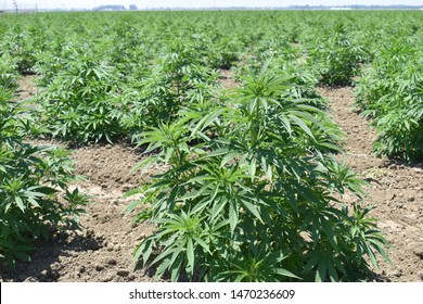 Marijuana Hemp Farming Production In Southern California 