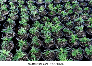 Marijuana Hemp Leaves Weed Growing