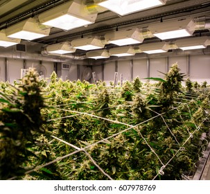 90,099 Marijuana growing Stock Photos, Images & Photography | Shutterstock