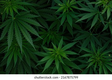 Marijuana Leaf Background Wallpaper, Cannabis Hemp Leaf Outdoors.