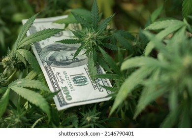 Marijuana leaf and US Dollar banknote. dollars and cannabis, a legal and black market business, Marijuana business concept.