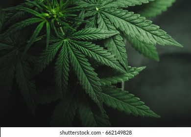 Конопля красивые фото сколько держится в организме марихуана
