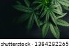 marijuana background