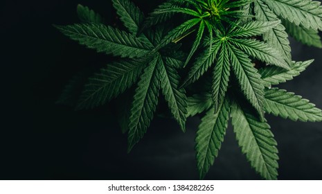 Марихуана фотографий факты про марихуану