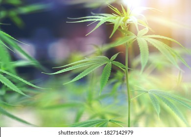 Marijuana Leaves Cannabis Plants A Beautiful In Green House Garden. Marijuana For Medicine Science Laboratory, Drug Dealer Illegal Business, Alternative Medicine